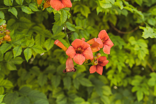 Campsis grandiflora, commonly known as the Chinese trumpet vine, is a fast-growing, deciduous creeper with large, orange, trumpet-shaped flowers in summer