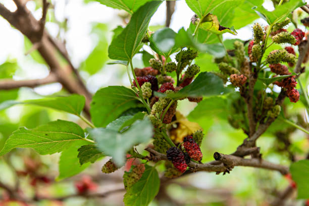 istock Mulberry in fruit container. Yummy Mulberry. summer fruit Has benefits to help keep you healthy. 2093494166