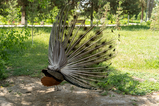 side view of a peacock