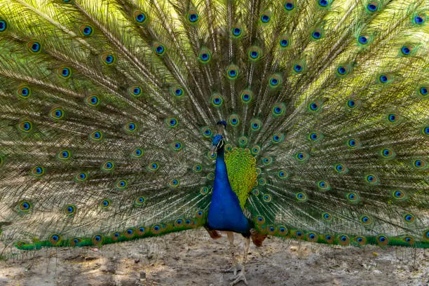 Photo of a colorful peacock with open feathers