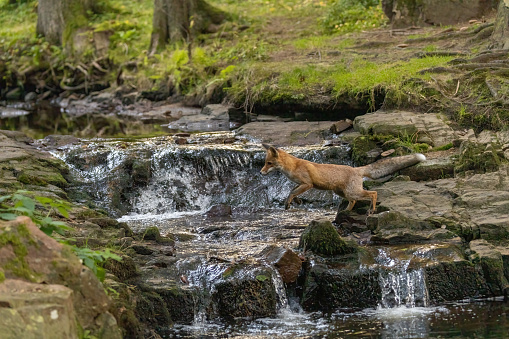 Cute fox is jumping over the stream in the forest near a  waterfall.. Horizontally.