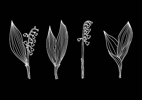 Minimal botanicalhand drawning design. Floral line art.