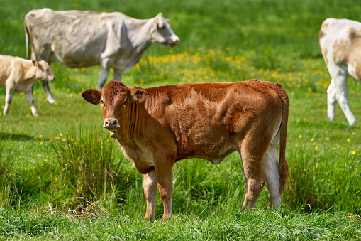 Brown male cattle standing in side view on a flowering pasture and looking into the camera, with more cows behind it