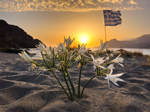 Sea daffodil (Pancratium maritimum) on greek beach at sunset (Plakias, Crete - Greece).