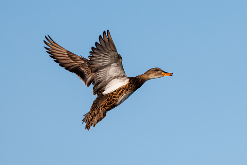A closeup of a  duck in mid-flight in the blue sky
