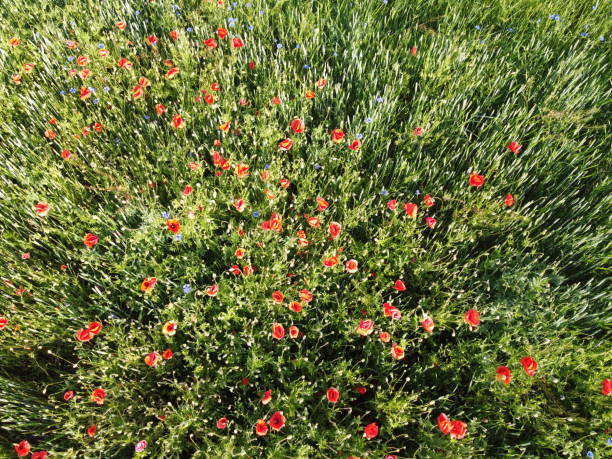 Red poppies on a wheat field on a sunny day, aerial view. Background.
