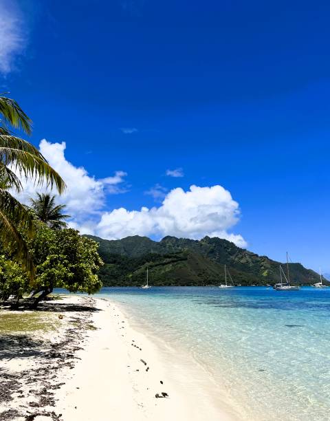 istock Ta'ahiamanu beach with turquoise water and white sand, Moorea, French Polynesia 2093529522