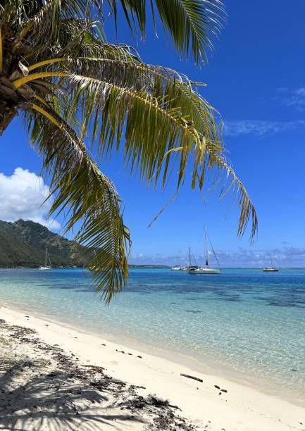 istock Ta'ahiamanu beach with turquoise water and white sand, Moorea, French Polynesia 2093529527