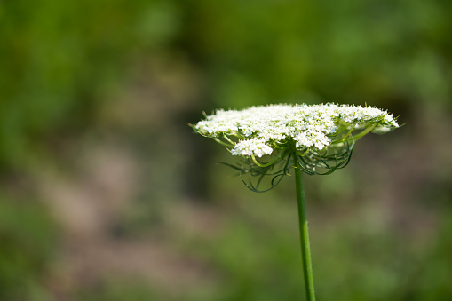 Hemlock inflorescences, a plant close-up on a blurry background.