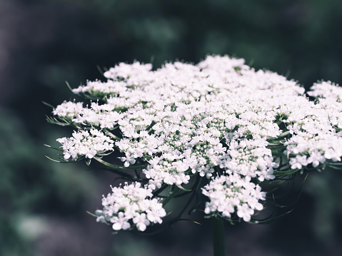 Queen Anne's lace with rounded flower head, and pokeweed in the background (top left), taken in a Connecticut nature preserve