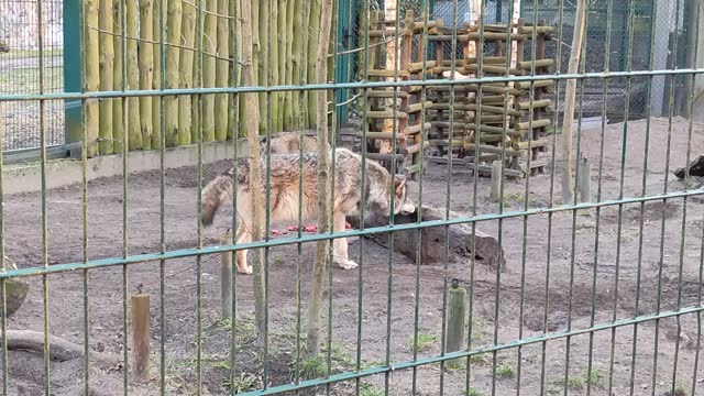 Wolf walks around food and protects prey