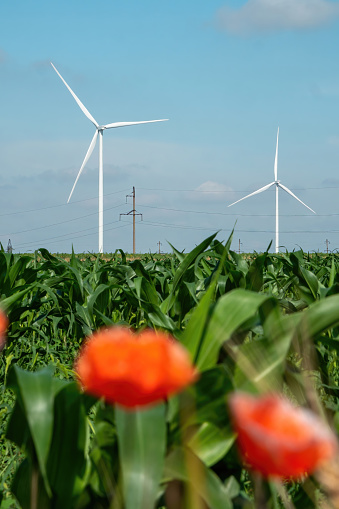 Wind turbines with rotor blades generating renewable energy for dwelling buildings. Windmills generate alternative energy form on unoccupied site