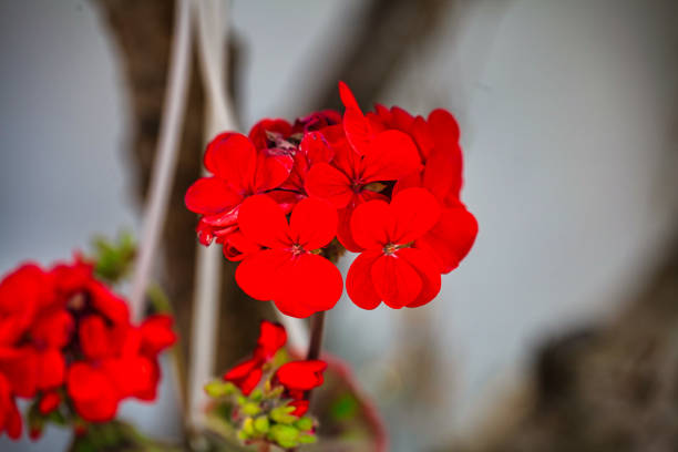 A colorful bunch of red flowers placed in a vase, providing a beautiful centerpiece with copy space.