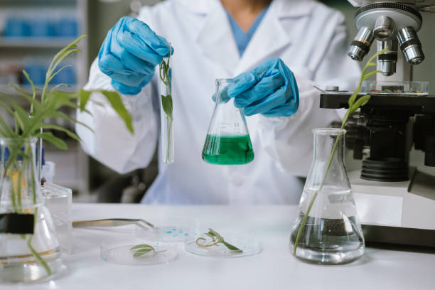 istock Eco laboratory microbiology. Sample in a Microscope and comparing a plant or herb in test tube or glassware. Natural product and organic cosmetic health care. 2093557899