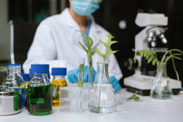 istock Eco laboratory microbiology. Sample in a Microscope and comparing a plant or herb in test tube or glassware. Natural product and organic cosmetic health care. 2093557906