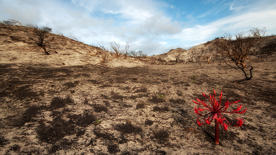 Fire destroyed a huge part of the fynbos vegetation around Pringle Bay. Flower bulbs appeared soon after.