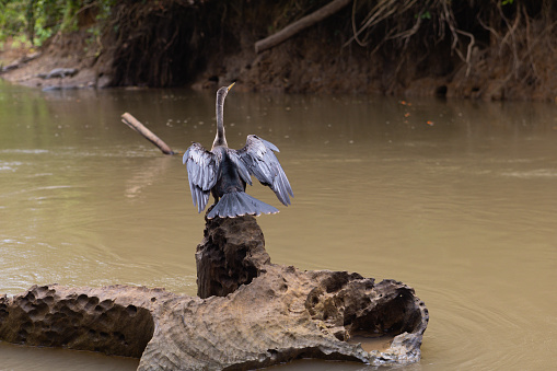 Anhinga bird (Anhinga anhinga) on stump from the tourist boat on Rio Frio river in Cano Negro wetland, northern Costa Rica