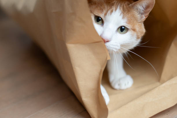 istock cat in a paper bag 2093590836