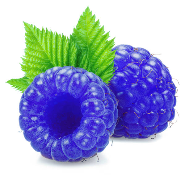 istock Two ripe blue raspberries isolated on white background. 2093598842