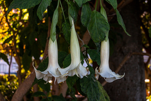 Easter lilies in spring, climbing wall