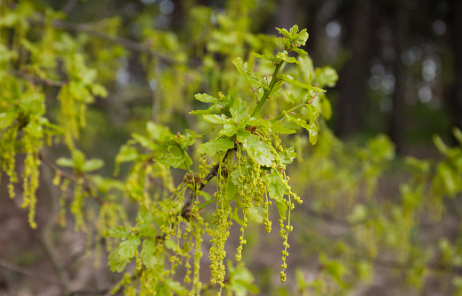 Flowers and inflorescences of Quercus robur, fresh leathery oak leaves in spring. leaves a group of branch ends. young growing leaves.