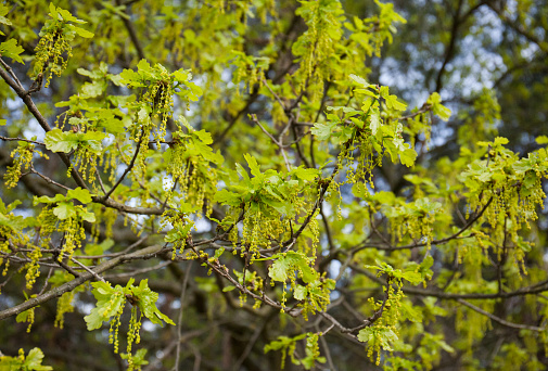 Flowers and inflorescences of Quercus robur, fresh leathery oak leaves in spring. leaves a group of branch ends. young growing leaves.