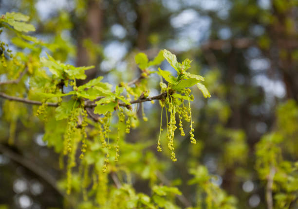 istock Oak fresh leaf and blossom in spring, close-up 2093623614