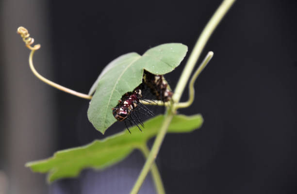 istock Long Spikes on a Caterpillar Climbing up a Plant 2093628363