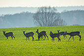 Herd roe deers in a clearing