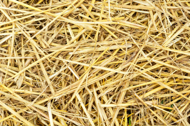 istock Close up of straw background 2093635851