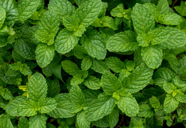 istock Mint leaves, fresh mint vegetables, peppermint on plant. 2093646985
