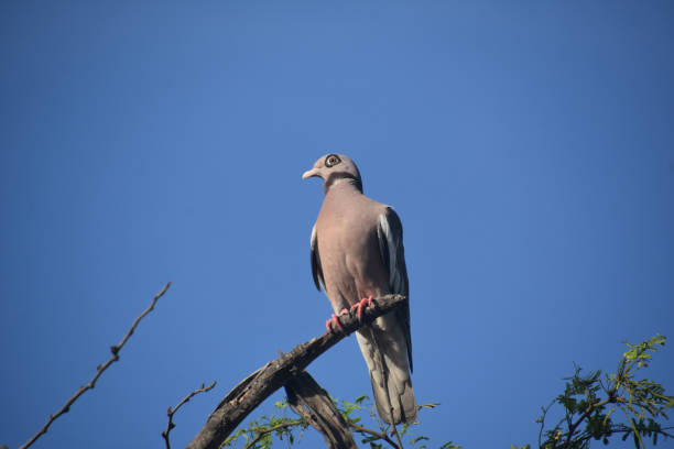 istock Bare Eyed Pigeon Sitting on Top of a Tree Branch 2093650146