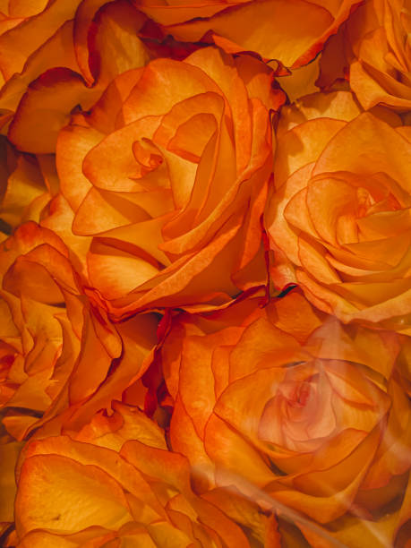 Beautiful orange roses background. Close-up.