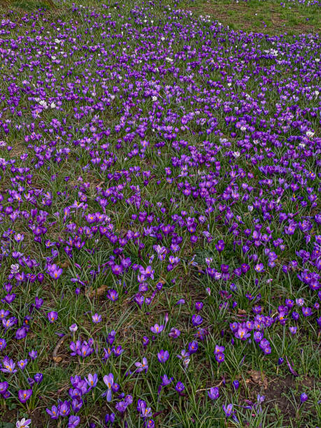istock purple crocuses on the meadow in the springtime 2093652857