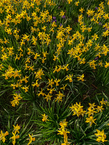 Yellow daffodils blooming in springtime in a flower bed