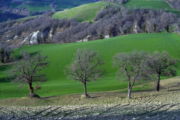trees in a green field against a hilly landscape