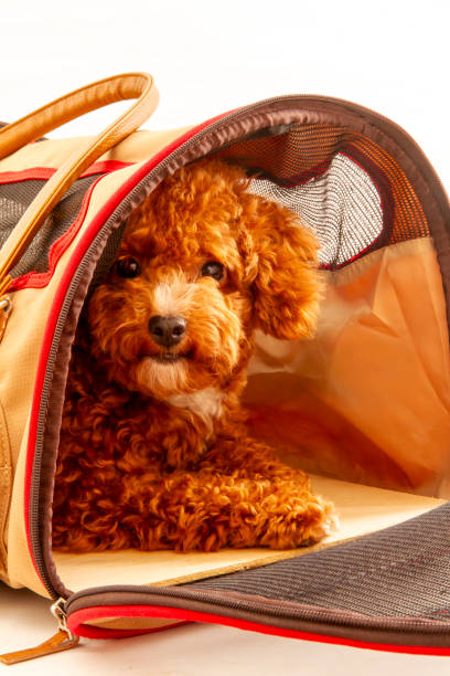 istock A poodle in a travel carrier 2093662852