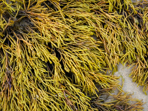 istock Channelled wrack seaweed (Pelvetia canaliculata) from the Cantabrian Sea (Galicia - Spain) at low tide 2093670198