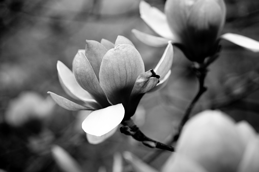 magnolia tree during flowering