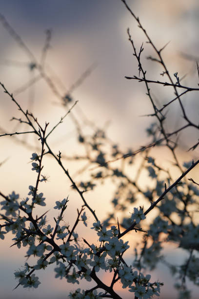 yellow-blue setting sky