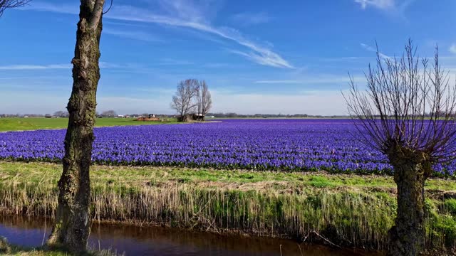 Springtime:biking through Field of  blue hyacinth flowers and bare trees.