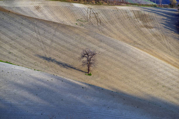 istock Lonely oak tree in a plowed field in side light 2093679832