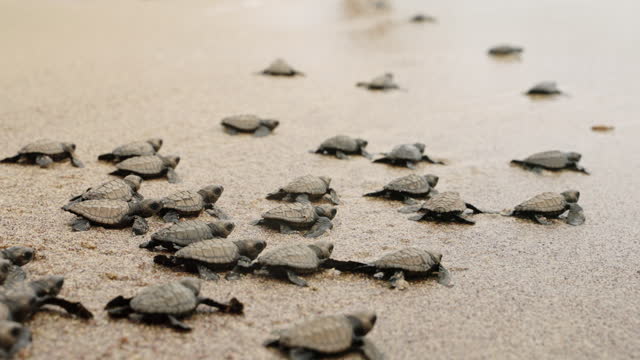 Hatchling turtles scuttle toward ocean at sandy beach. Baby sea turtles race for sea life beginning. Newborn reptiles embark on survival journey, nature in motion on coastal shore.