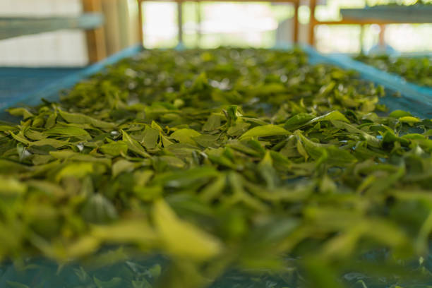 istock Detail of fresh tea leaves 2093714334