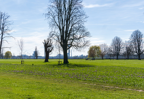 Düsseldorf, Germany, March 2024: Meadow with Crocus Flowers along the Rhine Promenade at Robert-Lehr-Ufer