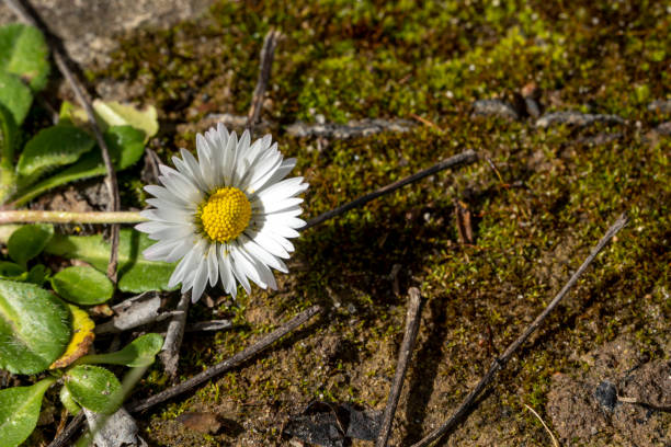 White flowers of daisies blooming on a lawn in a garden park, blurred nonito background on a summer day - Natural Background