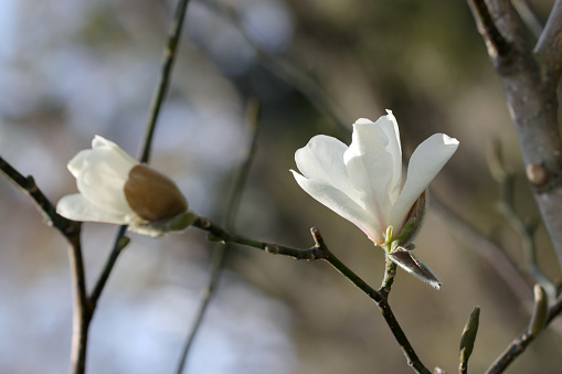 Large gentle ivory-white flowers of Kobushi (Northern Japanese magnolia) against springtime sky (Sunny closeup macro photograph)
