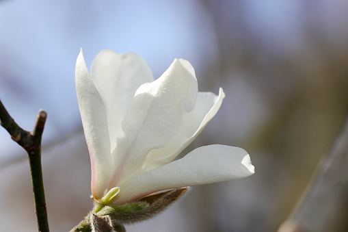 Large gentle ivory-white flowers of Kobushi (Northern Japanese magnolia) against springtime sky (Sunny closeup macro photograph)