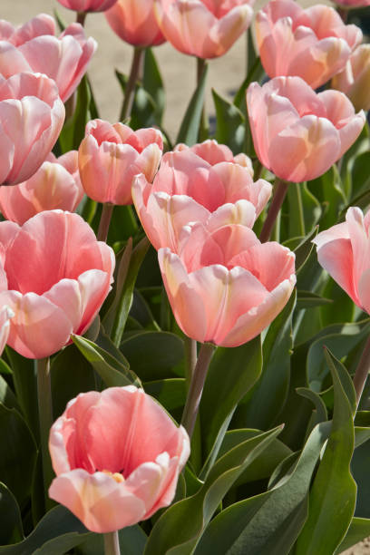 istock Tulip Salmon Impression, pink flowers in spring 2093743567