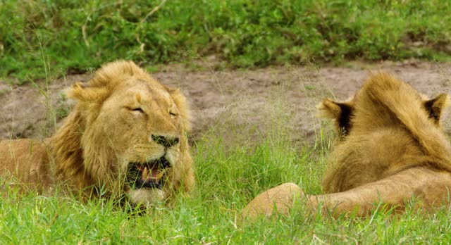 Two majestic male lions sleeping and enjoying the breeze on a hot  African day between the bushes enjoying the summer breeze while lying between green grass and bushes.